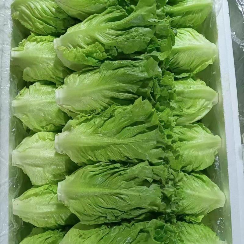 一年四季精品生菜持续供应欢迎各位老板前来订购
