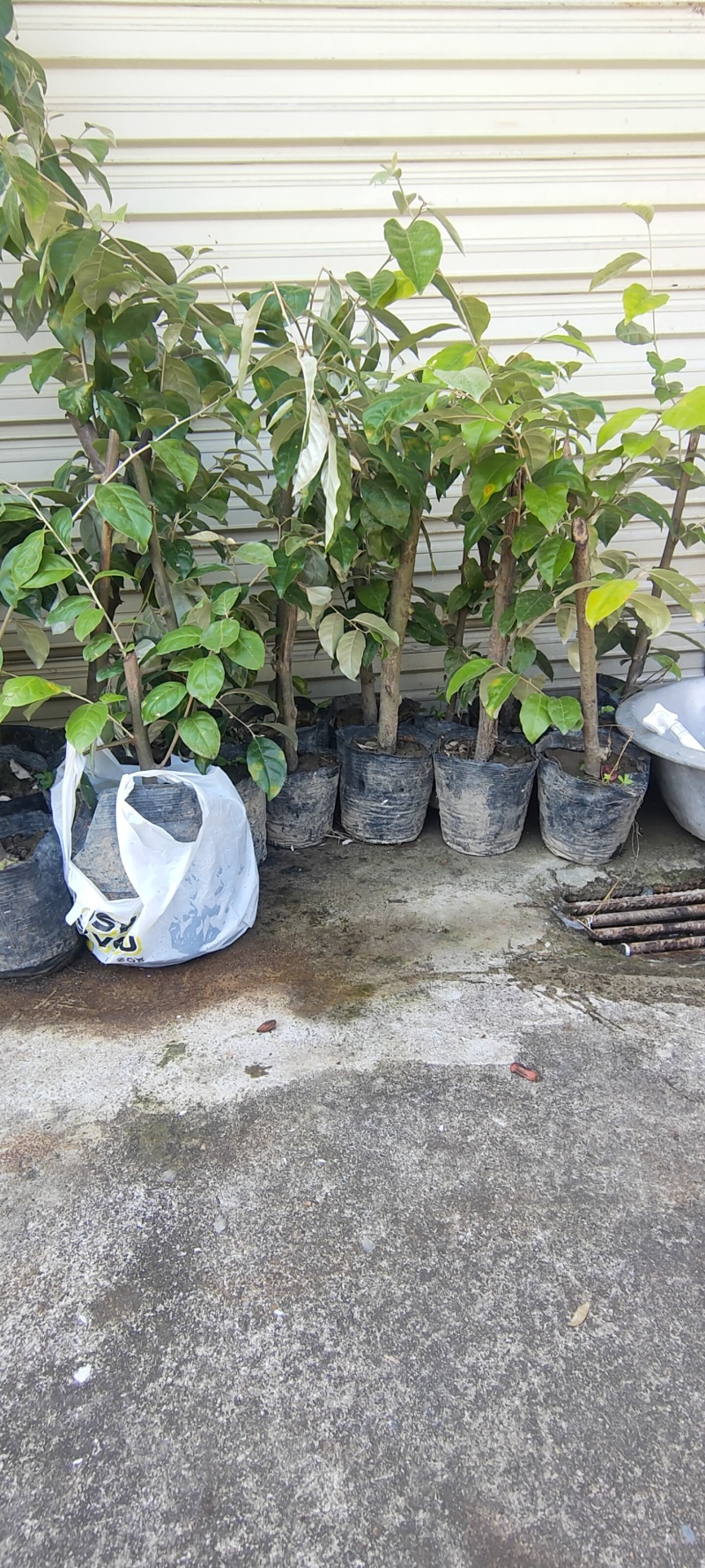 羊奶果苗子德甜二号纯甜树苗果树