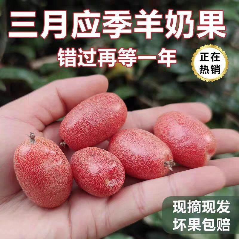 羊奶果苗子德甜二号纯甜树苗果树