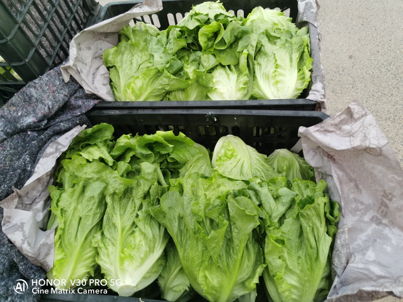 一年四季精品生菜持续供应欢迎各位老板前来订购