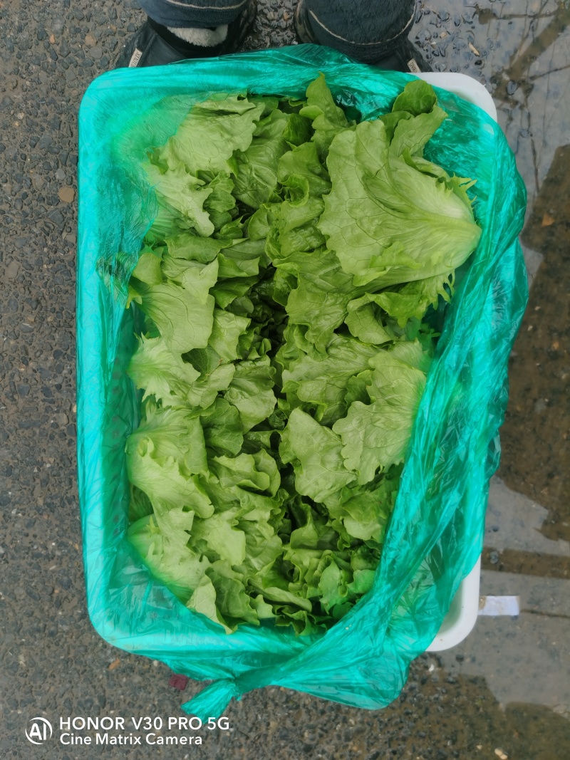 一年四季生菜持续供应欢迎各位老板前来洽谈合作有意者联系