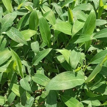 百胜芭蕉育苗基地