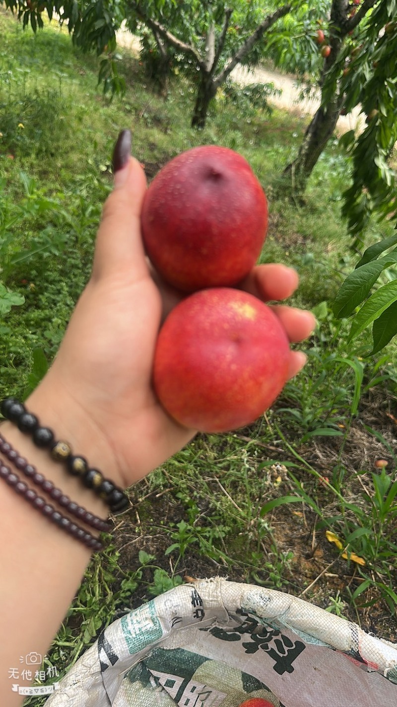 露天油桃