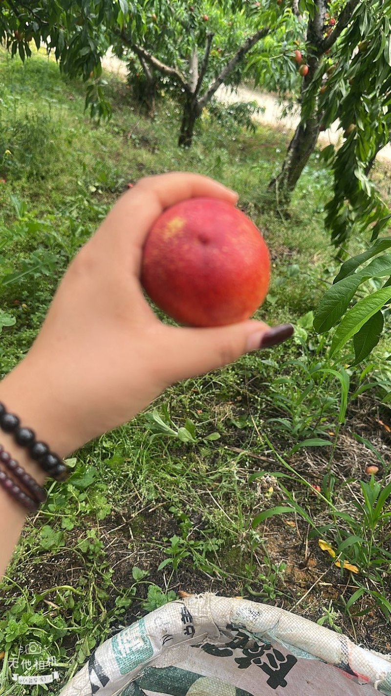 露天油桃