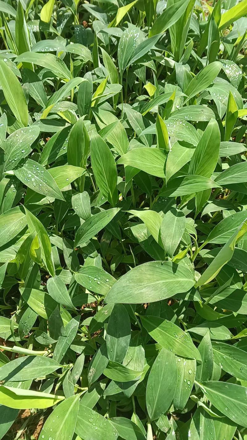 百胜芭蕉育苗基地