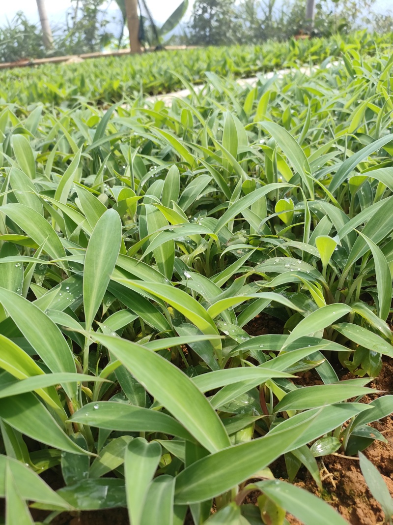 百胜芭蕉育苗基地