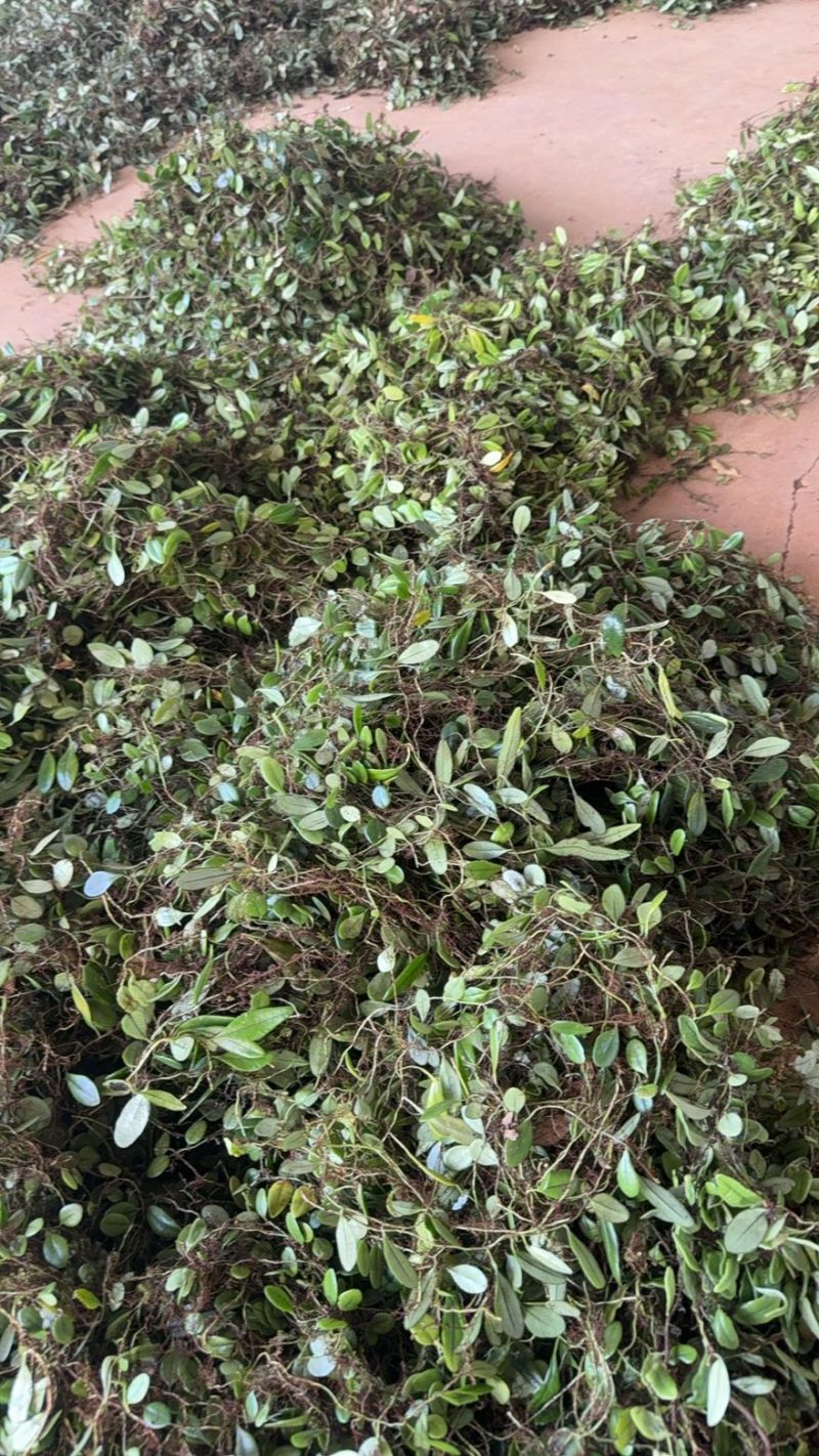 精品抱石莲产地直发货源充足价格美丽欢迎来电咨询