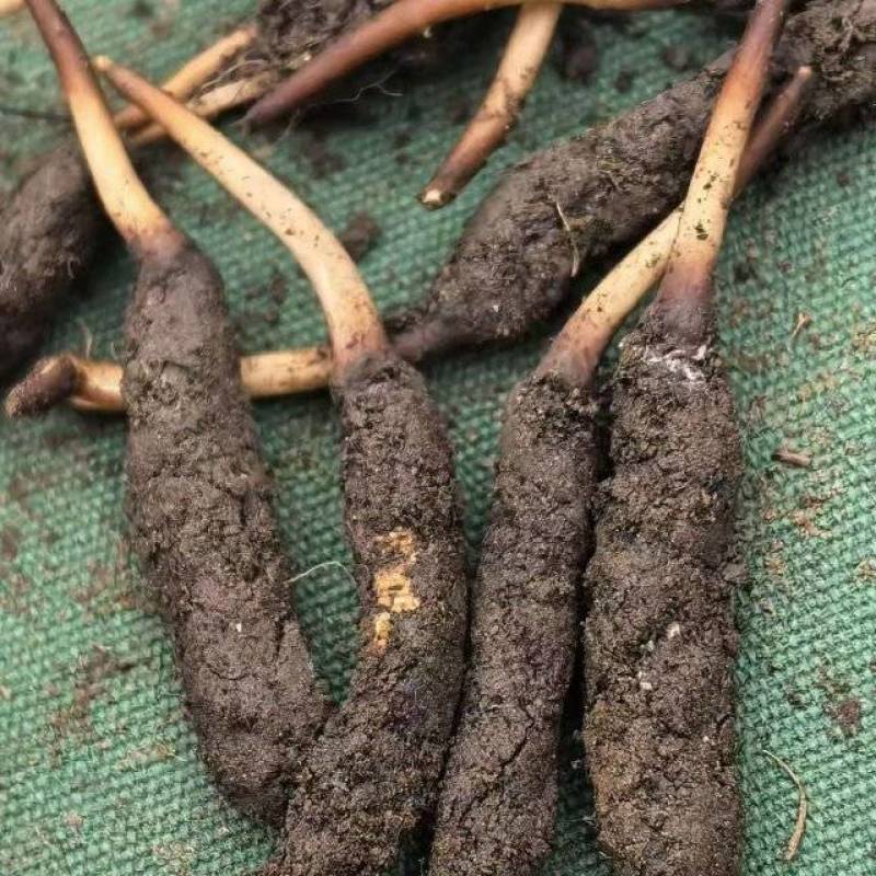 野生鲜冬虫夏草2026年正式启动