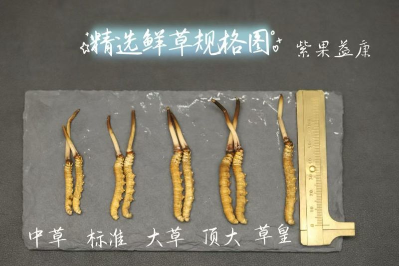 野生鲜冬虫夏草2026年正式启动