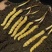 野生鲜冬虫夏草2026年正式启动