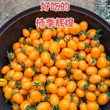 柿季辉煌圣女果苗糖度高口感香甜，产量高抗病强有现苗