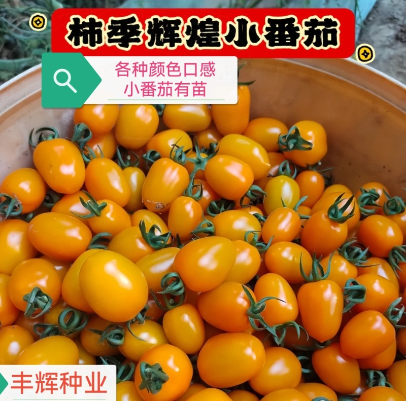 柿季辉煌圣女果苗糖度高口感香甜，产量高抗病强有现苗