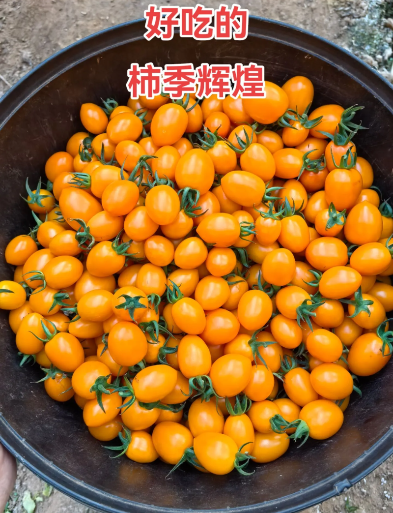柿季辉煌圣女果苗糖度高口感香甜，产量高抗病强有现苗
