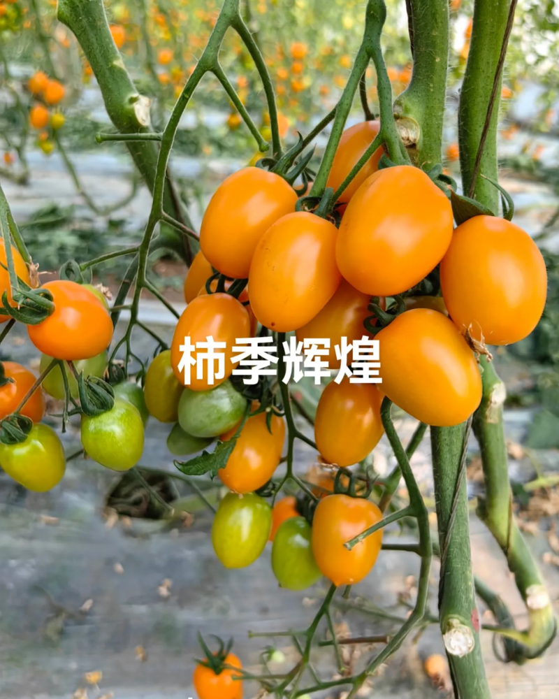 柿季辉煌圣女果苗糖度高口感香甜，产量高抗病强有现苗