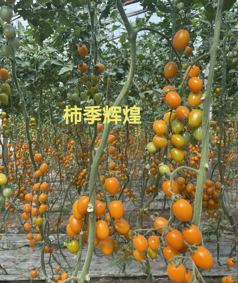 柿季辉煌圣女果苗糖度高口感香甜，产量高抗病强有现苗