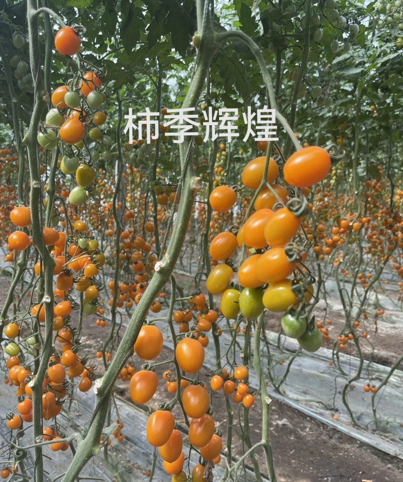 柿季辉煌圣女果苗糖度高口感香甜，产量高抗病强有现苗