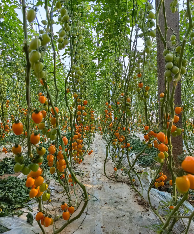 柿季辉煌圣女果苗糖度高口感香甜，产量高抗病强有现苗