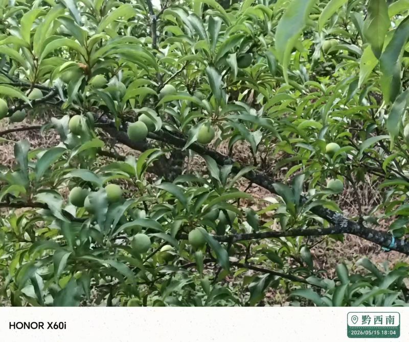 贵州省贞丰县四月李子开始上市了