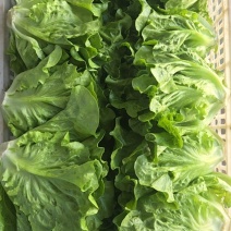 生菜，意大利生菜，大利生菜