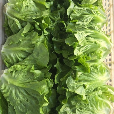 生菜，意大利生菜，大利生菜