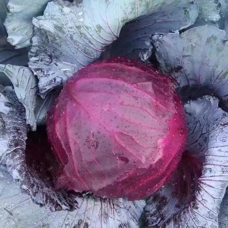 紫甘蓝，甘蓝，产地一手货源充足量大从优，量大从优