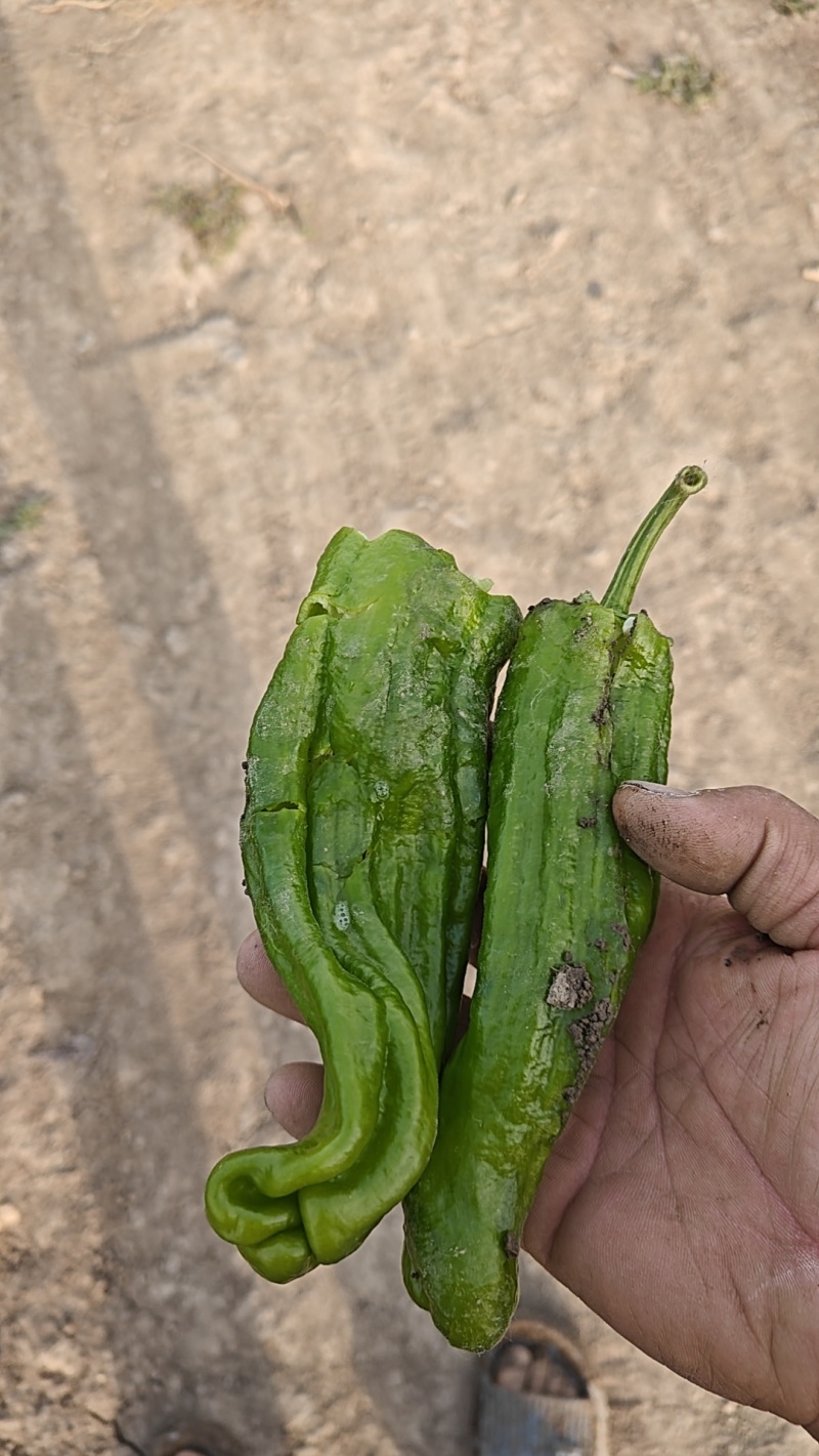 鲜辣椒