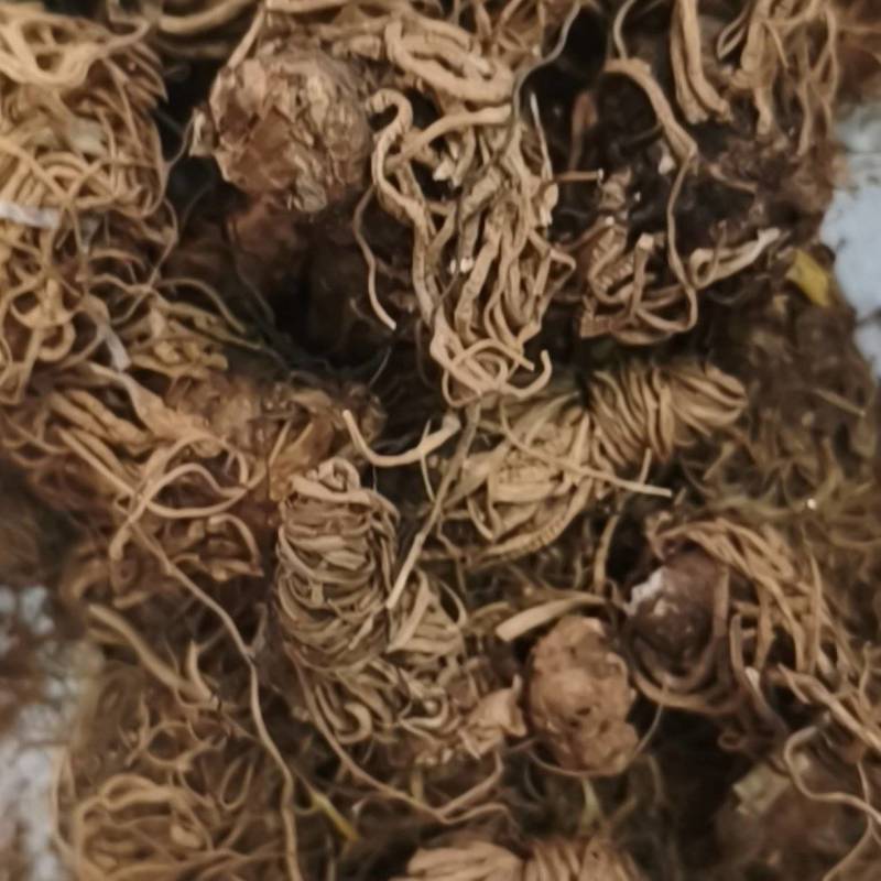 头顶一颗珠