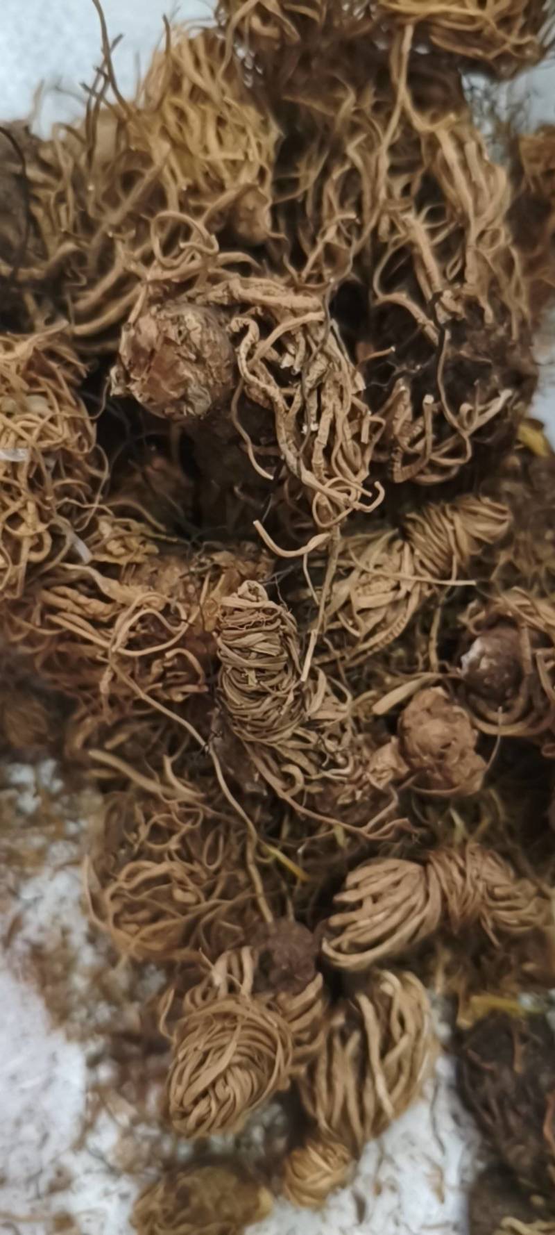 头顶一颗珠