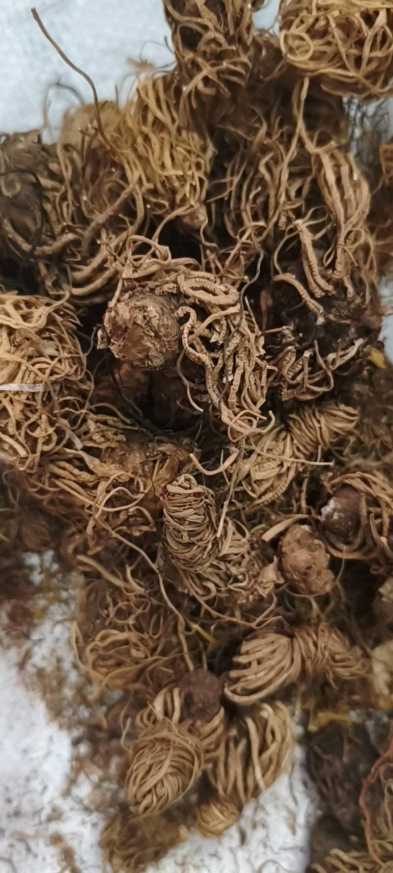 头顶一颗珠