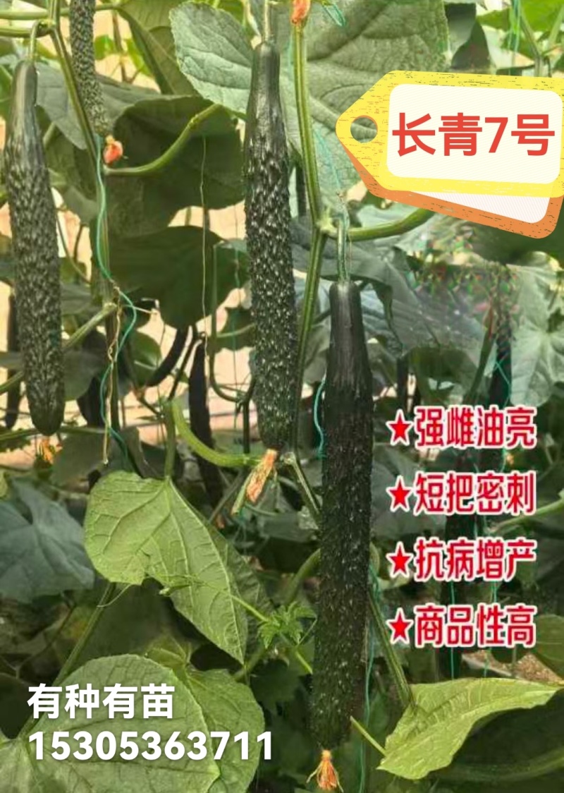 嫁接黄瓜苗强雌密刺黑油亮短把绿瓤产量高抗病强现苗发
