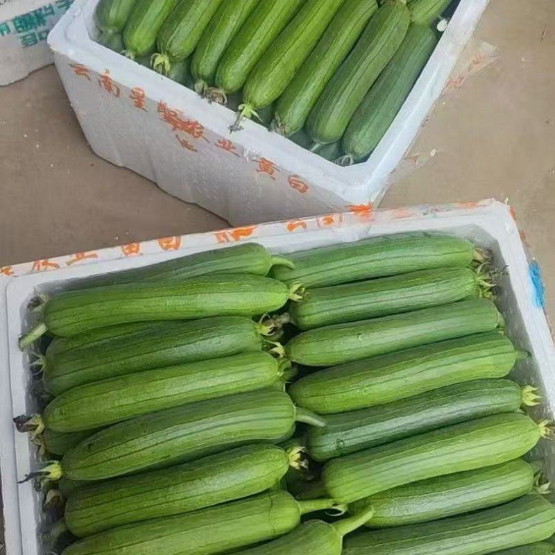 油皮丝瓜，肉丝瓜，大量上市，支持视频看货，以质论价