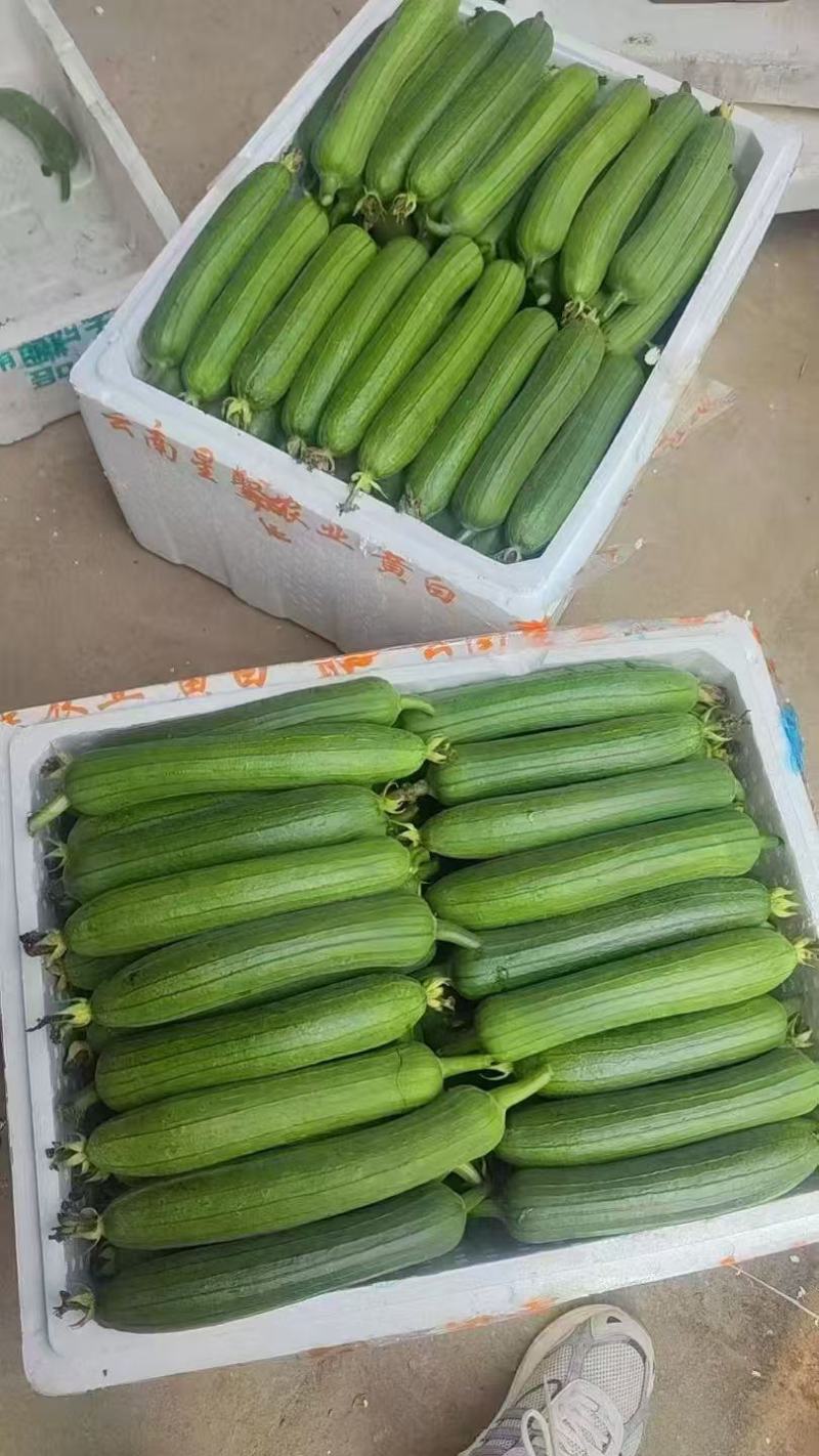 油皮丝瓜，肉丝瓜，大量上市，支持视频看货，以质论价