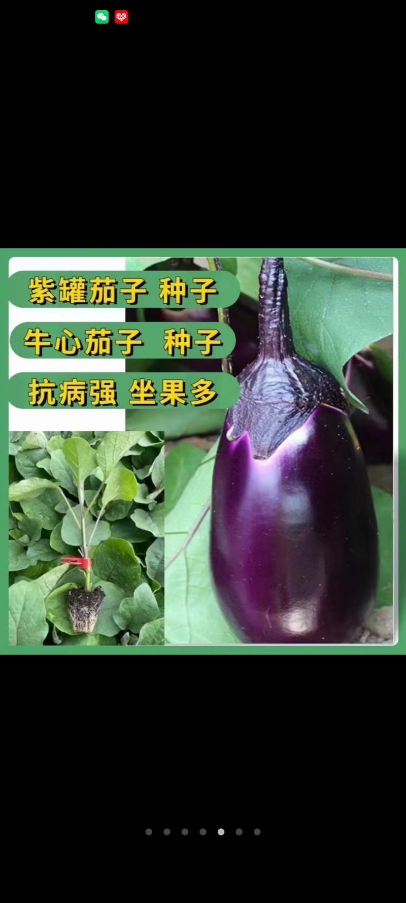紫红烧烤茄子苗绿长茄苗面包茄嫁接苗各种长茄圆茄苗都有