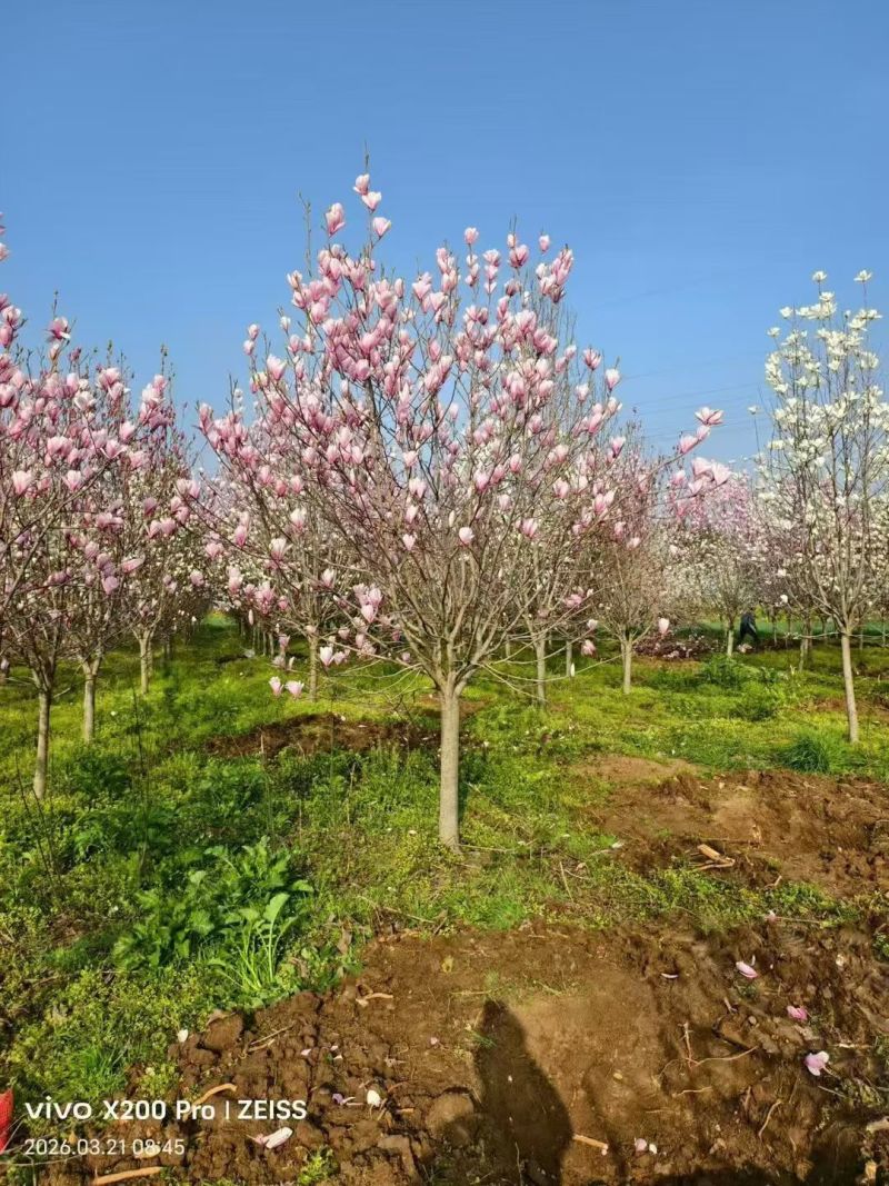 江苏紫玉兰白玉兰黄玉兰规格齐全5-20公分苗圃直销基地直