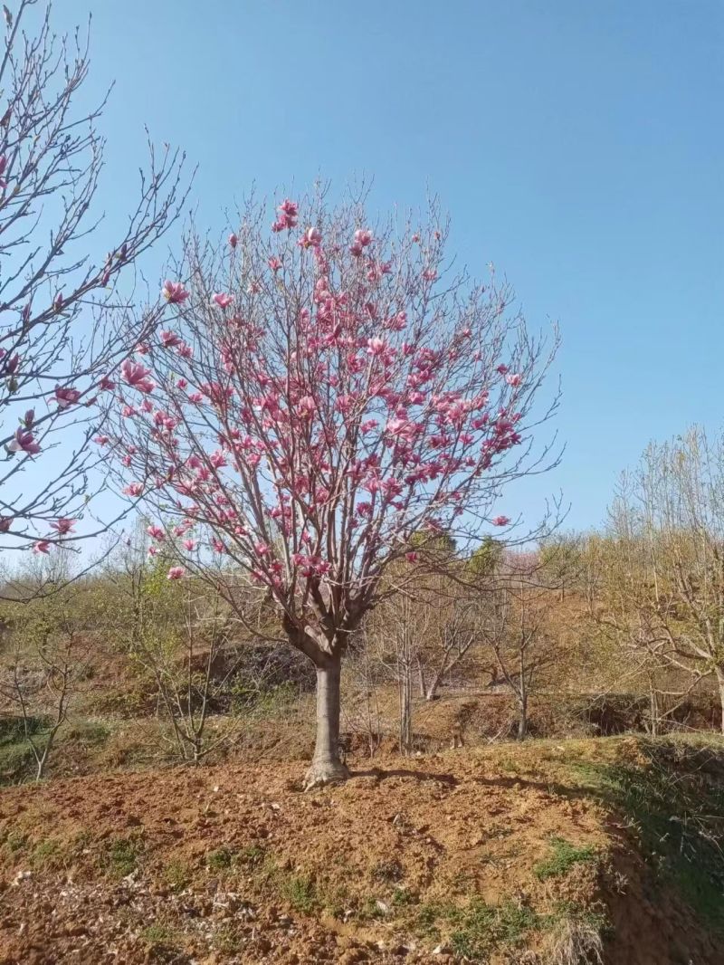 江苏紫玉兰白玉兰黄玉兰规格齐全5-20公分苗圃直销基地直