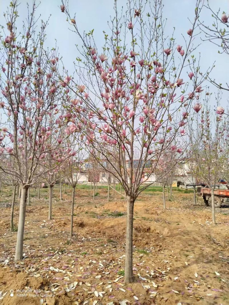 江苏紫玉兰白玉兰黄玉兰规格齐全5-20公分苗圃直销基地直
