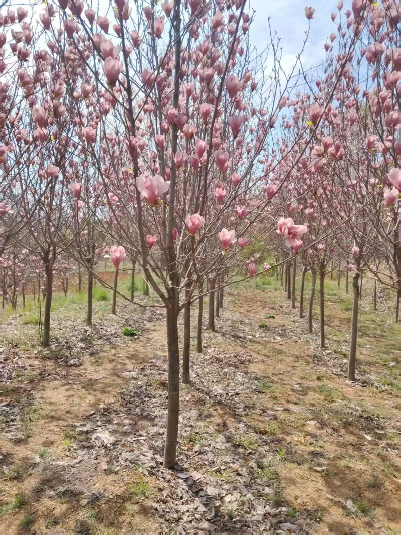 江苏紫玉兰白玉兰黄玉兰规格齐全5-20公分苗圃直销基地直