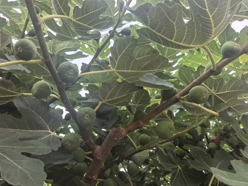无花果市场批发，电商一件代发，渠道供应