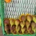 无花果市场批发，电商一件代发，渠道供应