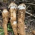 野生鸡枞菌