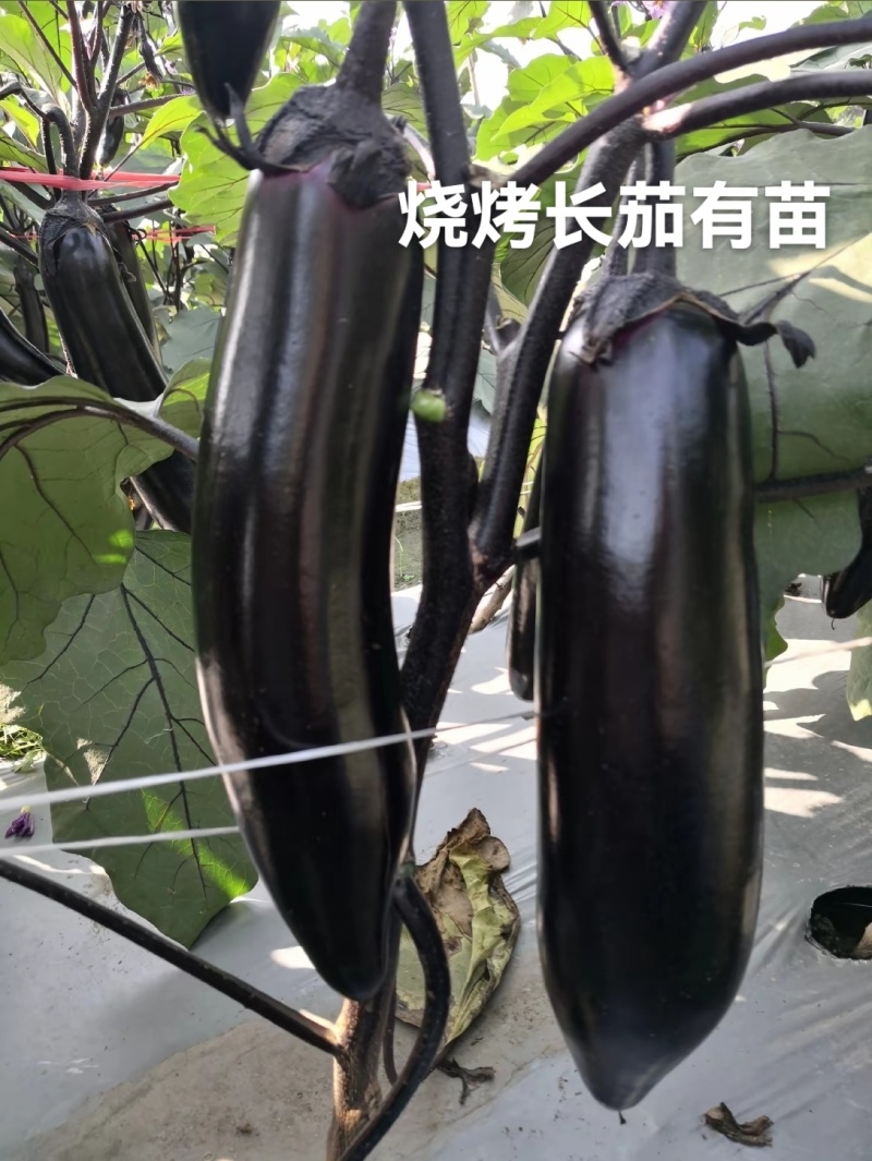 紫红烧烤茄子苗绿长茄苗面包茄嫁接苗各种长茄圆茄苗都有