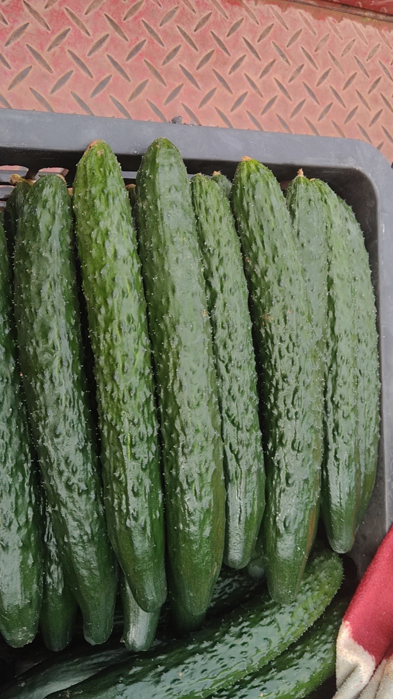 金堂精品黄瓜大量上市！