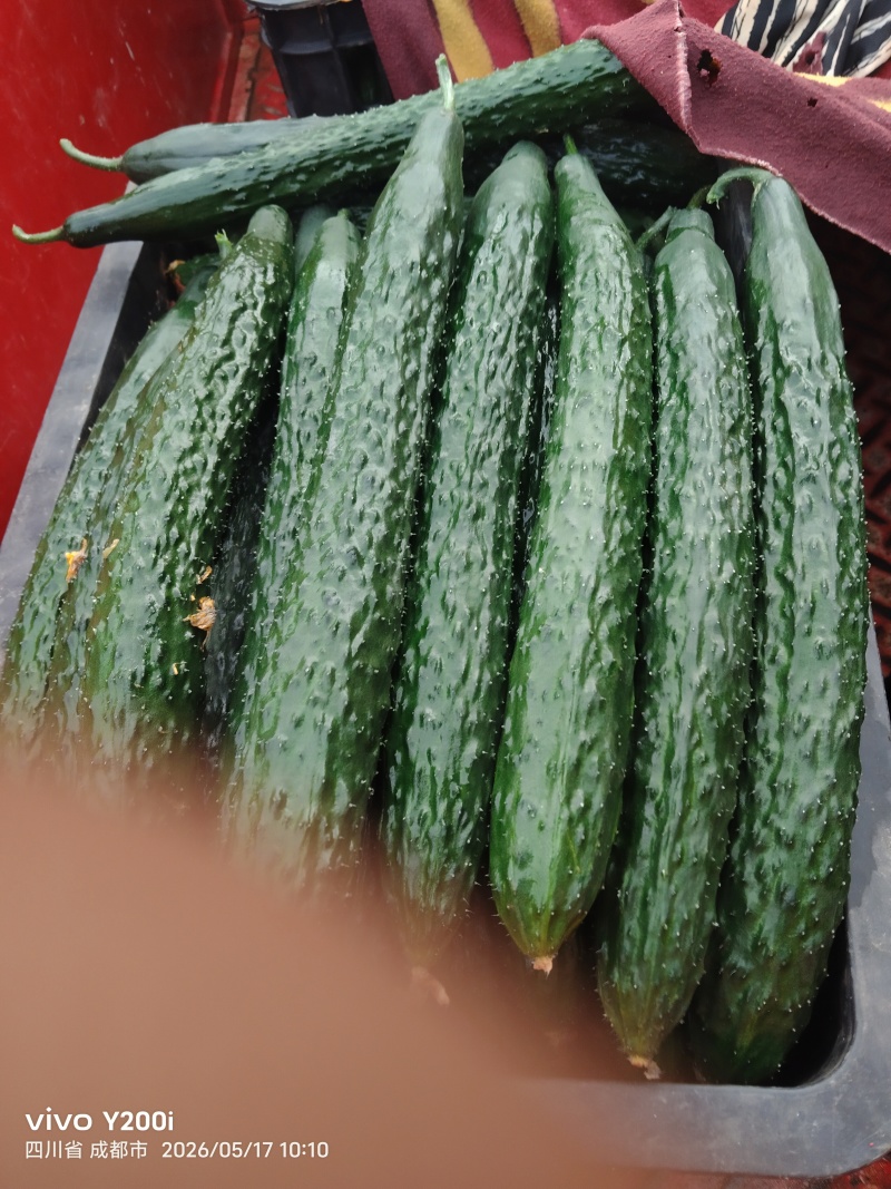 金堂精品黄瓜大量上市！