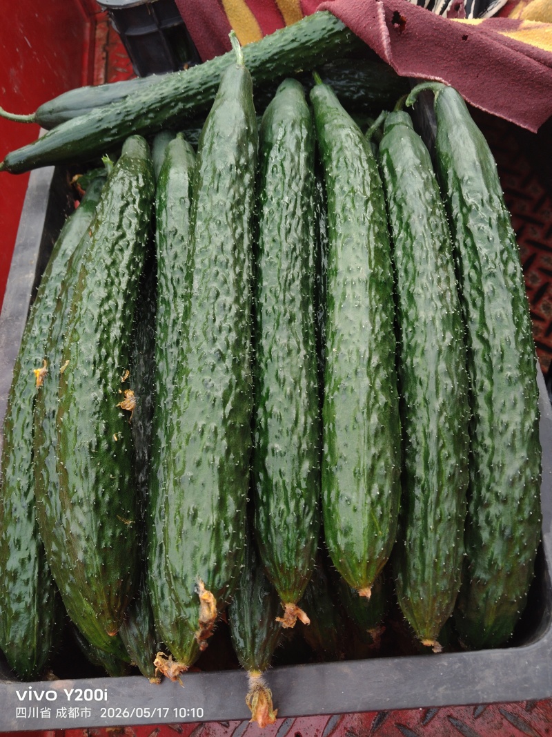 金堂精品黄瓜大量上市！