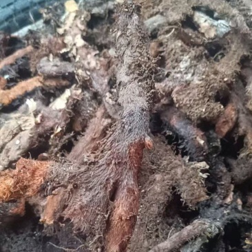 巴马中药材骨碎补