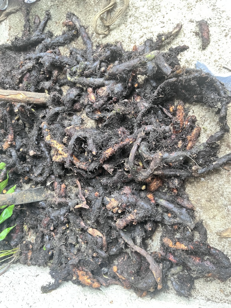 巴马中药材骨碎补
