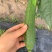 油皮丝瓜，肉丝瓜，大量上市，支持视频看货，以质论价