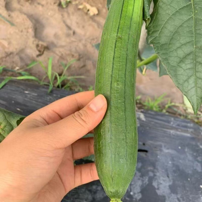 油皮丝瓜，肉丝瓜，大量上市，支持视频看货，以质论价