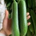 油皮丝瓜，肉丝瓜，大量上市，支持视频看货，以质论价
