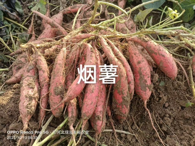 蜜薯25号红薯苗现挖现发根系发达南北四季均可种植